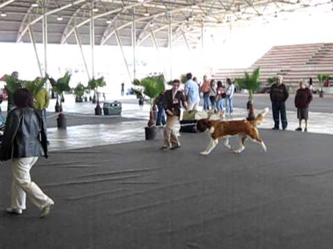 Bernarda on dogshow Beja 2009