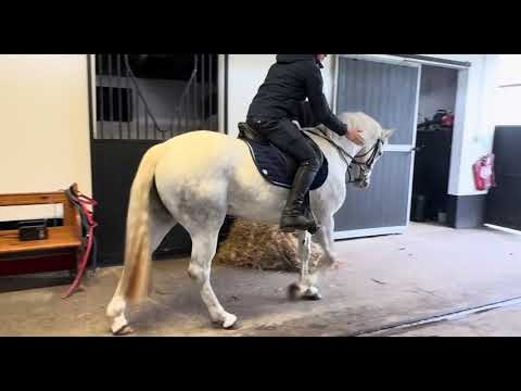 🌹14.2hh 5yo ConnemaraX Royale Cruise (Cruising)🌹 - Image 2