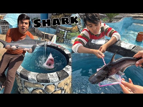 Big Shark Fishes Ly Aiy Hum 😱