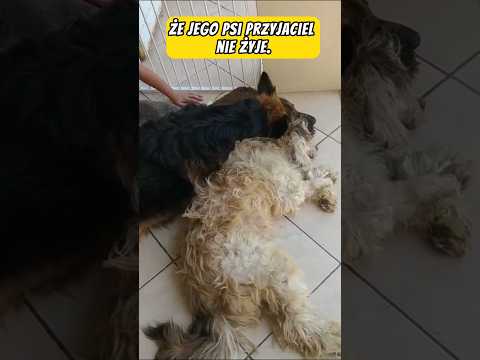 🥺 Ten piesek płacze za PSIM PRZYJACIELEM 😢🥺 #shorts #pies #polska