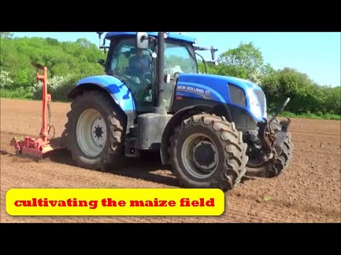 CULTIVATING THE MAIZE GROUND 2020