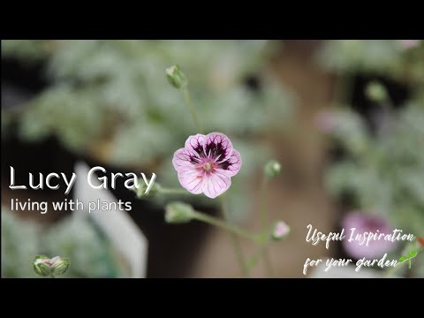 園芸 イスメーネ、スパイダーリリー