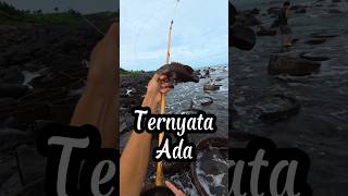 Download lagu Dibilang Nggak Ada Ikan, Malah Langsung Strike Kerapu Gede! 😱🎣 mp3