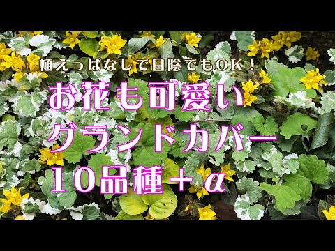 日陰のグランドカバー植物: 成長するのに太陽を必要としないこれらの 9 つの美しい品種は何ですか?  庭園