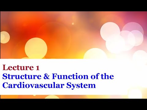 Lecture 1 - Introduction to the Cardiovascular System