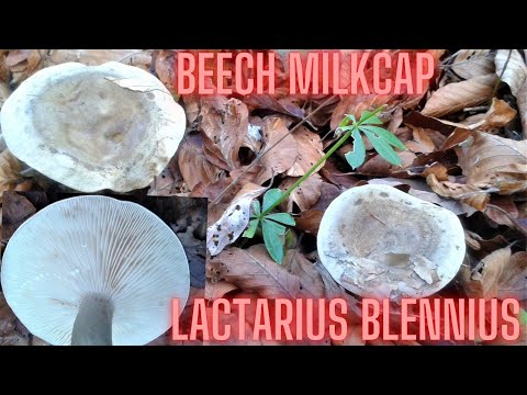 Beech milkcap (Lactarius blennius) Bukova mliječnica