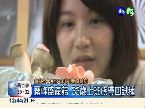 辦公桌變菜園! 上班族養菇紓壓