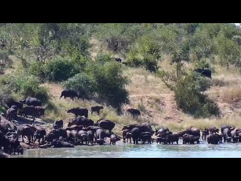 Djuma: Buffalo herd comes for drink at the dam - 10:40- 05/03/20