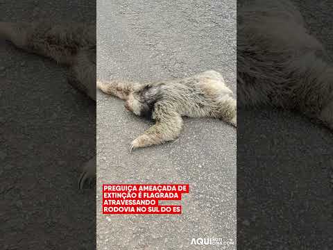 Preguiça ameaçada de extinção é flagrada atravessando rodovia no Sul do ES