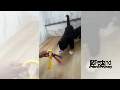 Bernese Mountain Dog - 40229 video preview