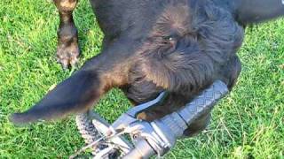 preview picture of video 'Cow has a scratch at my bike at Port Meadow Oxford'