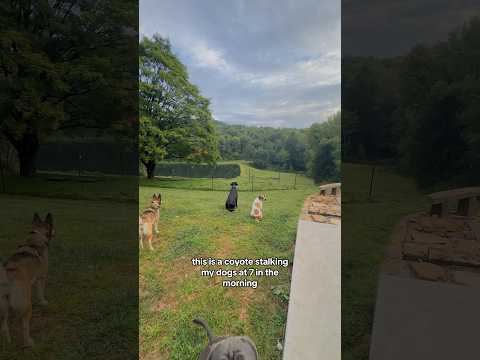 just a coyote casually stalking my dogs this morning 🥰😅🐺🐶 #coyotes #countrylife #lifewithdogs