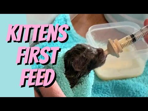 Giving your Kitten its First Feed at Birth - Cat Breeding For Beginners, Cattery Advice for Breeders