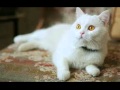 Top 10 most beautiful white cats 