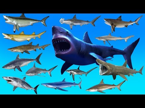 Learn Sharks Names - Learn Animals - Sea Animals for Kids || Baby Learn and Fun