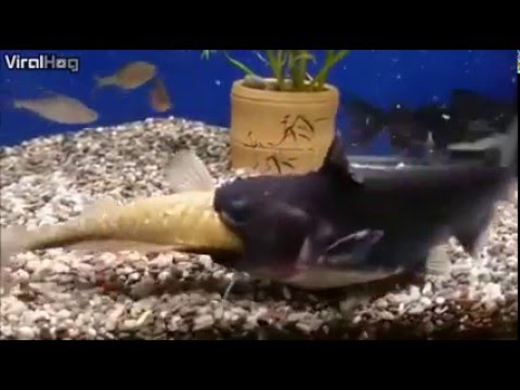 Catfish eats another fishes and doubles in size