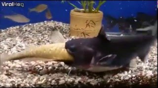 Catfish eats another fishes and doubles in size