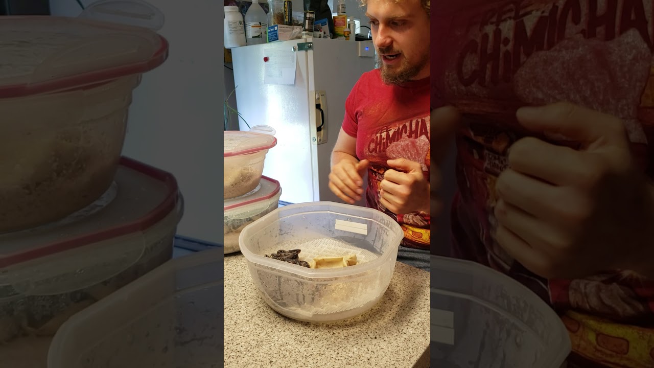 Crazy Ball Python Morphs Hatching Out at Olympian Exotics!