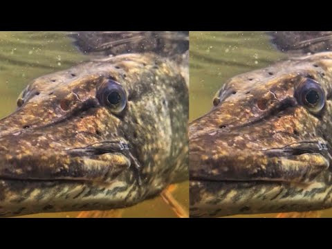 ISO HAUKI KAIKULUOTAIMEN AVULLA | HAUENKALASTUS | LYHYT PÄTKÄ