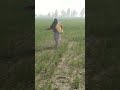 Jamidar Tera Haal Dekh Ke Haryanavi Ragni Jamidar Viral Kisan Trending Short