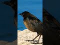 Great-tailed grackle#female #bird #shortsyoutube