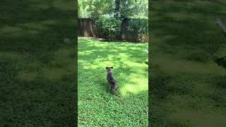 Video preview image #1 Plott Hound-Rat Terrier Mix Puppy For Sale in Decatur, GA, USA