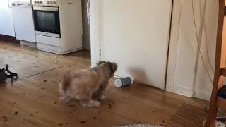 Dog scared of water bottle
