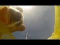 ゴローさんの水飲みを水中撮影 Goro Drink Water Underwater Shoot Dog コーギー 犬 Go