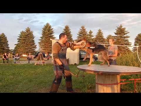 IPO PROTECTION TRAINING (ELITELINE K9)