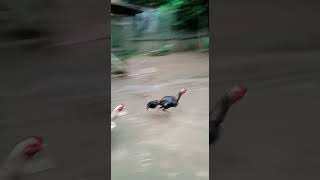 Download lagu pamangon kuda lari mp3