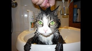 СМЕШНЫЕ КОТЫ И КОШКИ 2018 #2 лучшие видео про кошек