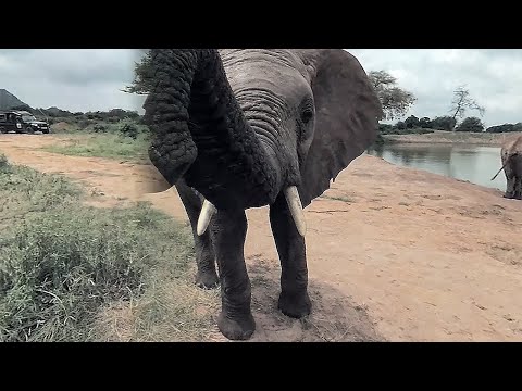 In the middle of a herd of african elephants,  VR 360 experience