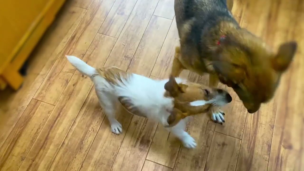 じゃれ合う２匹　保護犬　ミックス犬　ジャックラッセルテリア