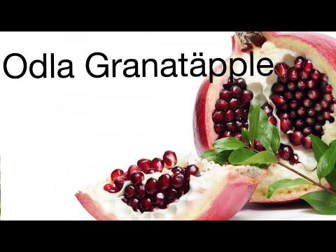 Odla granatäpple del 2 / Grow a Pomegranate Tree from Seed part 2