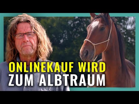 BUYING A HORSE ON THE INTERNET: Why Eddie had to leave after 4 weeks