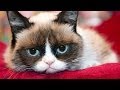Grumpy Cat S Worst Movie Ever First Look