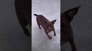 Pitbull Just Can’t Get Enough Snow