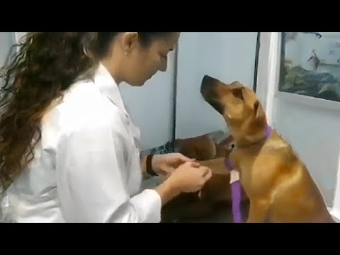 La douce réaction du chien au traitement et à la guérison par le vétérinaire 🤣 drôle de réaction du chien