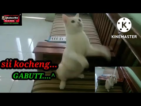kelakuan si kocheng GABUT...!! #kucing #kucing lucu #funny cat #cat