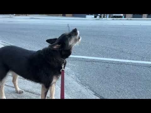 The infamous Parkdale Rooster