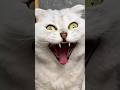 Sonya Seems To Be Ready For School Cats Cat Funny