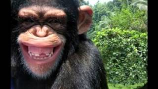 Bérurier Noir - Vie de Singe