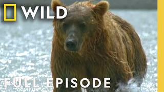 טרנספורמציה לדוב גריזלי (פרק מלא) | בנוי להרוג | Nat Geo Animals