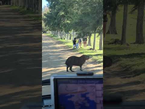 ayuí Concordia Entre Ríos en trafic