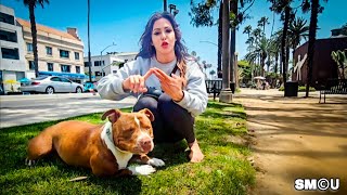 𝗗𝗢𝗚 𝗗𝗔𝗬 𝗔𝗙𝗧𝗘𝗥𝗡𝗢𝗢𝗡: Daisy, the Venice Healer, Fosters Pregnant Pit Bull for Homeless Owner