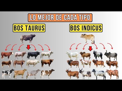 Ganado vacuno: Bos taurus y Bos indicus. Lo mejor de cada especie.