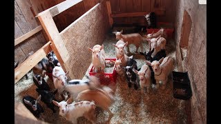 47 Goat kids rush to breakfast!