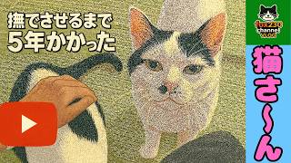 【CatsVlog】撫でさせるまで５年かかった猫 #猫動画 #可愛い猫 #保護猫
