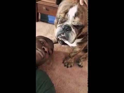 English Bulldog Upset