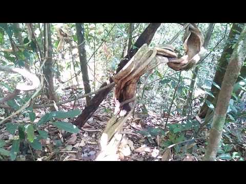 Rafflesia blooming at Kg Bongol, Tamparuli, Sabah Malaysia